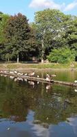 Vertical Portrait Footage of Geese and Seagull are at the Edge of Lake Water at a Local Public Park video