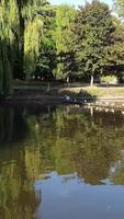 Vertical Portrait Footage of Geese and Seagull are at the Edge of Lake Water at a Local Public Park video