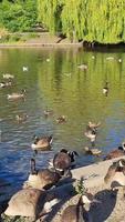 Vertical Portrait Footage of Geese and Seagull are at the Edge of Lake Water at a Local Public Park video