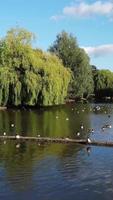 Vertical Portrait Footage of Geese and Seagull are at the Edge of Lake Water at a Local Public Park video