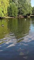 Vertical Portrait Footage of Geese and Seagull are at the Edge of Lake Water at a Local Public Park video