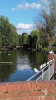 Vertikale Porträtaufnahmen von Gänsen und Möwen befinden sich am Rand des Seewassers in einem örtlichen öffentlichen Park video