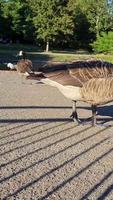 Vertikale Porträtaufnahmen von Gänsen und Möwen befinden sich am Rand des Seewassers in einem örtlichen öffentlichen Park video