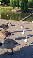 vertikal porträtt antal fot av gäss och fiskmås är på de kant av sjö vatten på en lokal- offentlig parkera video