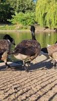 Vertikale Porträtaufnahmen von Gänsen und Möwen befinden sich am Rand des Seewassers in einem örtlichen öffentlichen Park video