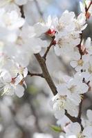 Pink Apple Tree Blossoms with white flowers on blue sky background photo