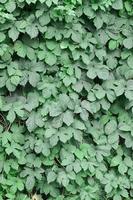 Green ivy grows along the beige wall of painted tiles. Texture of dense thickets of wild ivy photo