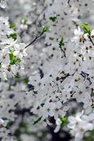 Pink Apple Tree Blossoms with white flowers on blue sky background photo