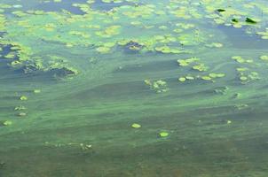 The surface of an old swamp covered with duckweed and lily leaves photo