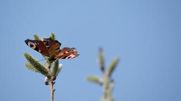 påfågel fjäril på en hänge, färgrik fjäril på en blomning vide träd video