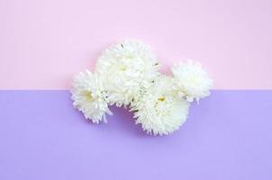 White Chrysanthemum flowers on pastel pink and lilac background top view photo