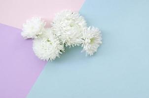 White Chrysanthemum flowers on pastel blue pink and lilac background top view photo