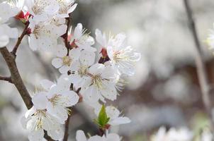 Pink Apple Tree Blossoms with white flowers on blue sky background photo