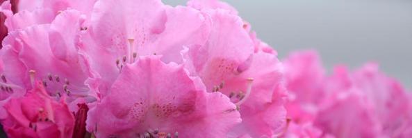 A large bush blooming pink rhododendron in botanical garden photo