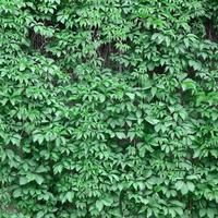 Green ivy grows along the beige wall of painted tiles. Texture of dense thickets of wild ivy photo