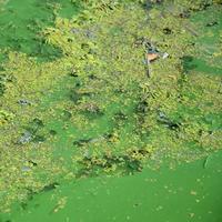 The surface of an old swamp covered with duckweed and lily leaves photo