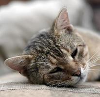 Close up of a sad and lazy tabby cat napping on the couch outdoors in evening photo
