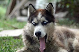 Sleepy husky dog funny yawns with wide open mouth and long tongue photo
