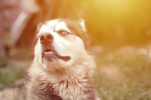 Arctic Malamute with blue eyes muzzle portrait close up. This is a fairly large dog native type photo