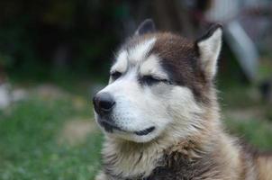 Arctic Malamute with blue eyes muzzle portrait close up. This is a fairly large dog native type photo