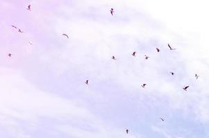muchas gaviotas blancas vuelan en el cielo azul nublado foto