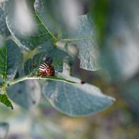 escarabajo de patata de colorado leptinotarsa decemlineata arrastrándose sobre hojas de patata foto