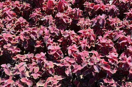 ortiga pintada, fondo de hojas variegadas decorativas. hojas rojas y verdes de la planta de coleo foto