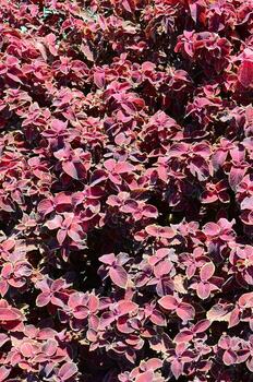 ortiga pintada, fondo de hojas variegadas decorativas. hojas rojas y verdes de la planta de coleo foto