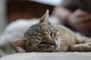 Close up of a sad and lazy tabby cat napping on the couch outdoors in evening photo