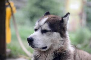 Arctic Malamute with blue eyes muzzle portrait close up. This is a fairly large dog native type photo