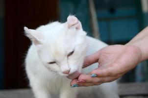 White cat lower head to smell and eat cat food photo