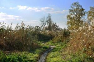 Landscape with a field of reeds photo