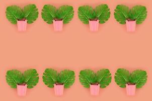 Tropical palm monstera leaves lies in a pastel pails on a colored background. Flat lay trendy minimal pattern. Top view photo