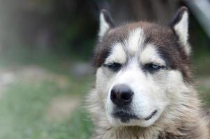 Arctic Malamute with blue eyes muzzle portrait close up. This is a fairly large dog native type photo