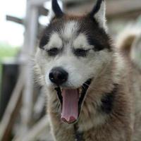 Sleepy husky dog funny yawns with wide open mouth and long tongue photo