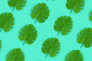 Tropical palm monstera leaves lies on a pastel colored paper. Nature summer concept pattern. Flat lay composition. Top view photo