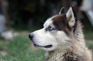 Arctic Malamute with blue eyes muzzle portrait close up. This is a fairly large dog native type photo