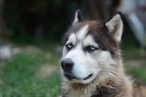 Arctic Malamute with blue eyes muzzle portrait close up. This is a fairly large dog native type photo