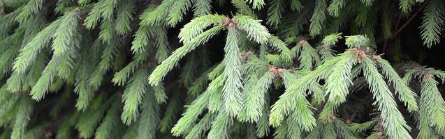 Fluffy green fir tree brunch close up. Christmas wallpaper concept with copy space photo