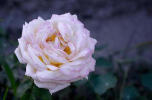 flor rosa blanca sobre fondo borroso verde oscuro foto