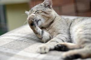 Portrait of tabby cat sitting and licking his hair outdoors and lies on brown sofa photo