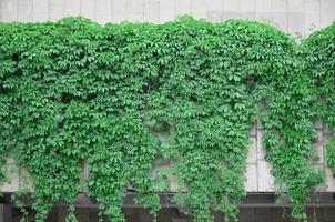 Green ivy grows along the beige wall of painted tiles. Texture of dense thickets of wild ivy photo