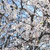 Pink Apple Tree Blossoms with white flowers on blue sky background photo