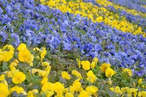 hermosos pensamientos florecientes violetas y amarillos en el jardín de primavera foto