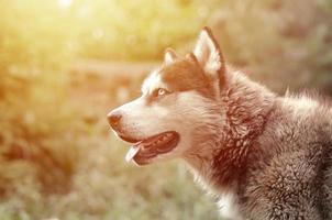 Arctic Malamute with blue eyes muzzle portrait close up. This is a fairly large dog native type photo