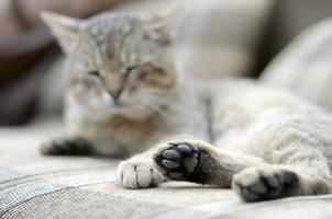 Sad tabby cat lying on a soft sofa outdoors and resting with paw in focus photo