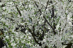 Close up of blossoming green apple tree with white flowers photo
