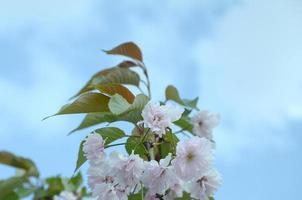 Pastel pink cherry sakura in Japan in blossoming season photo