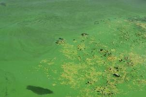 The surface of an old swamp covered with duckweed and lily leaves photo