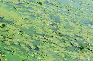 The surface of an old swamp covered with duckweed and lily leaves photo